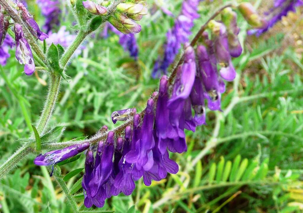 Image of fodder vetch