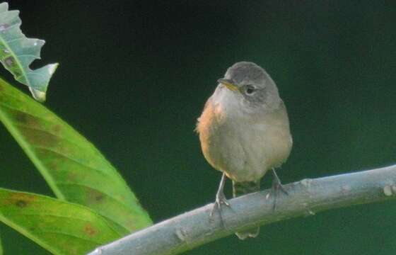 Image of House Wren