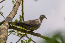 Image of Collared Dove