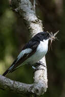 Image of European Pied Flycatcher