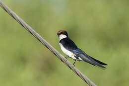 Hirundo smithii Leach 1818 resmi