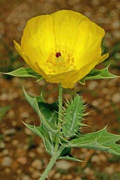 Image of Mexican pricklypoppy