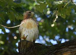 Image of Red-tailed Hawk