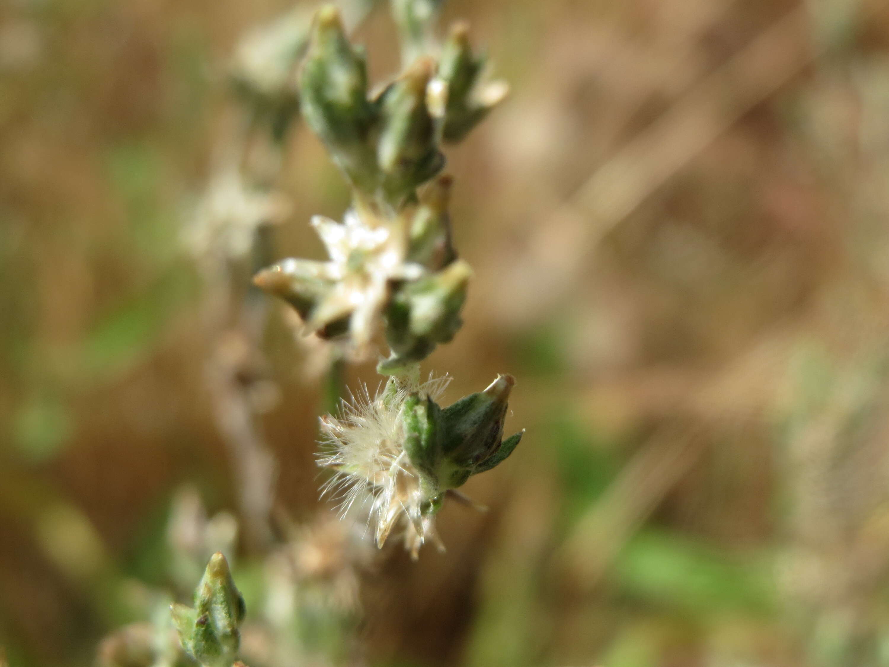 Logfia arvensis (L.) Holub resmi