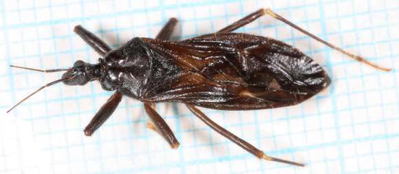 Image of Masked Hunter