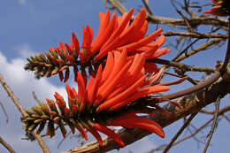 Image of Common Coral tree