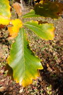 Quercus griffithii Hook. fil. & Thomson ex Miq. resmi