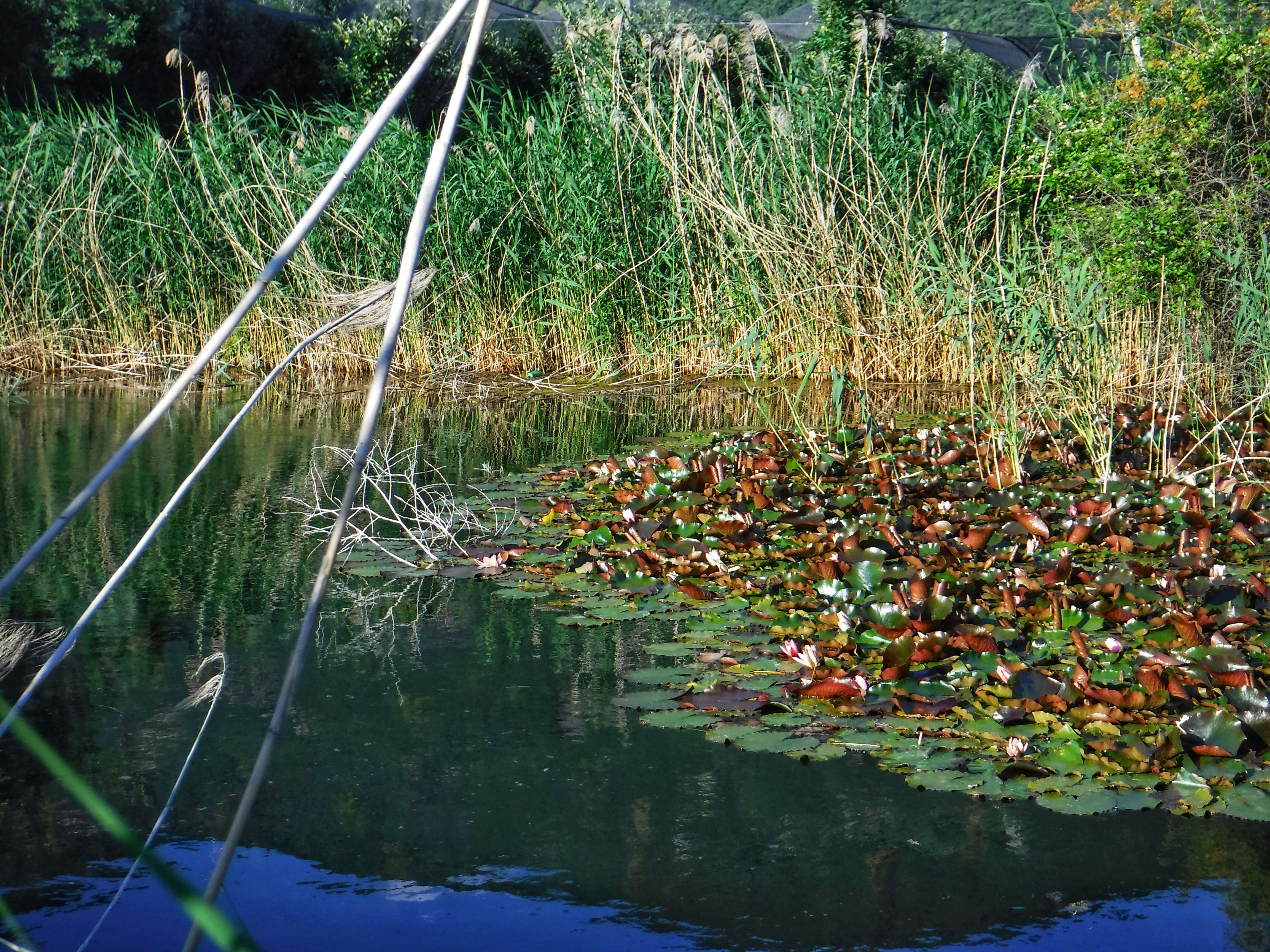 Image of waterlilies