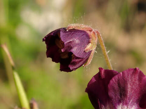 Image of black widow