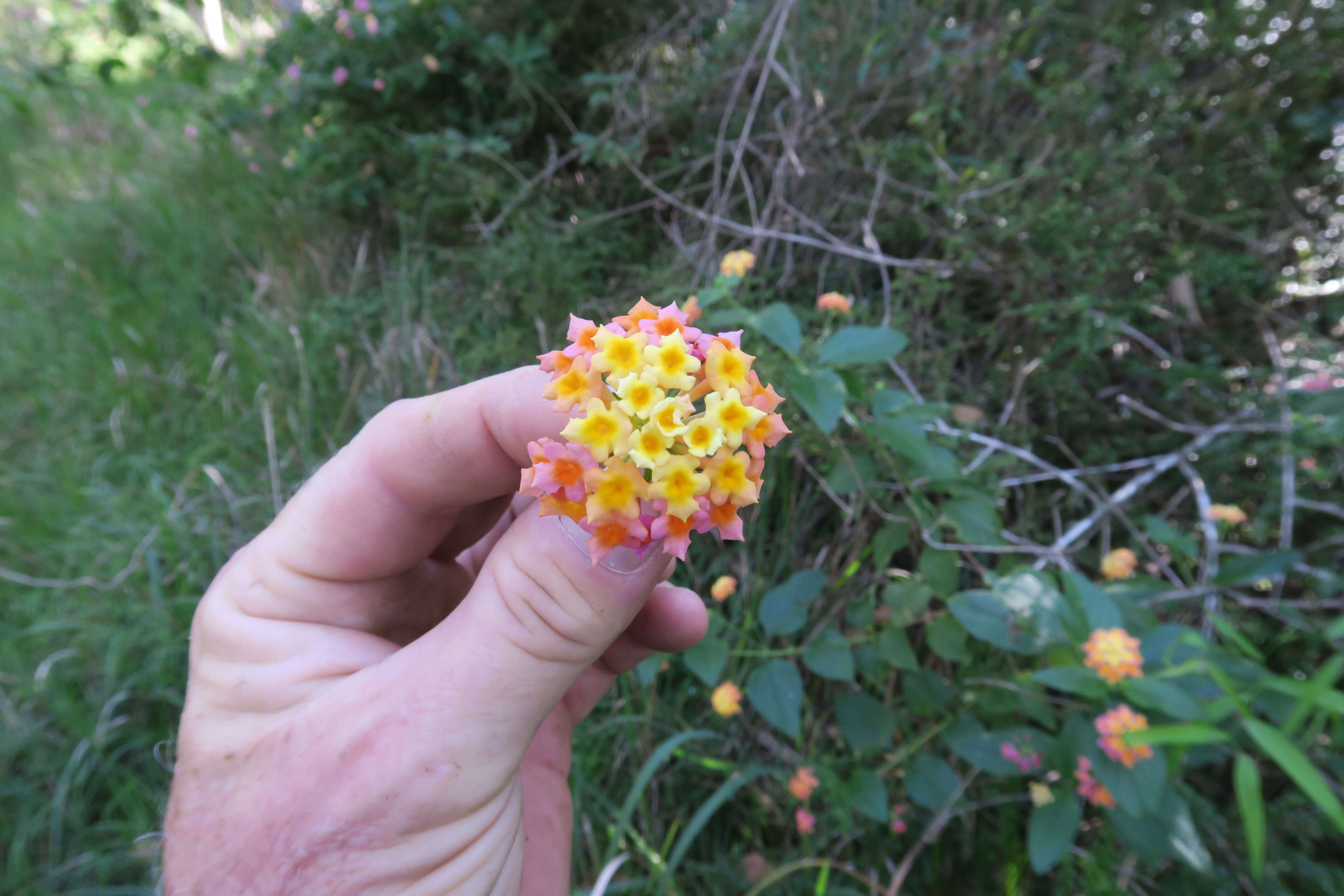 Image of lantana