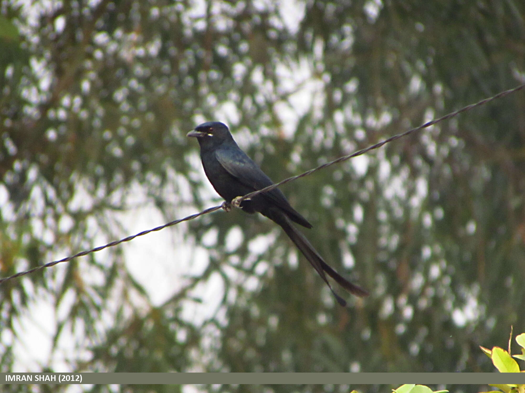 Image of Black Drongo