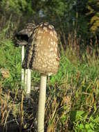 Coprinopsis atramentaria (Bull.) Redhead, Vilgalys & Moncalvo 2001 resmi