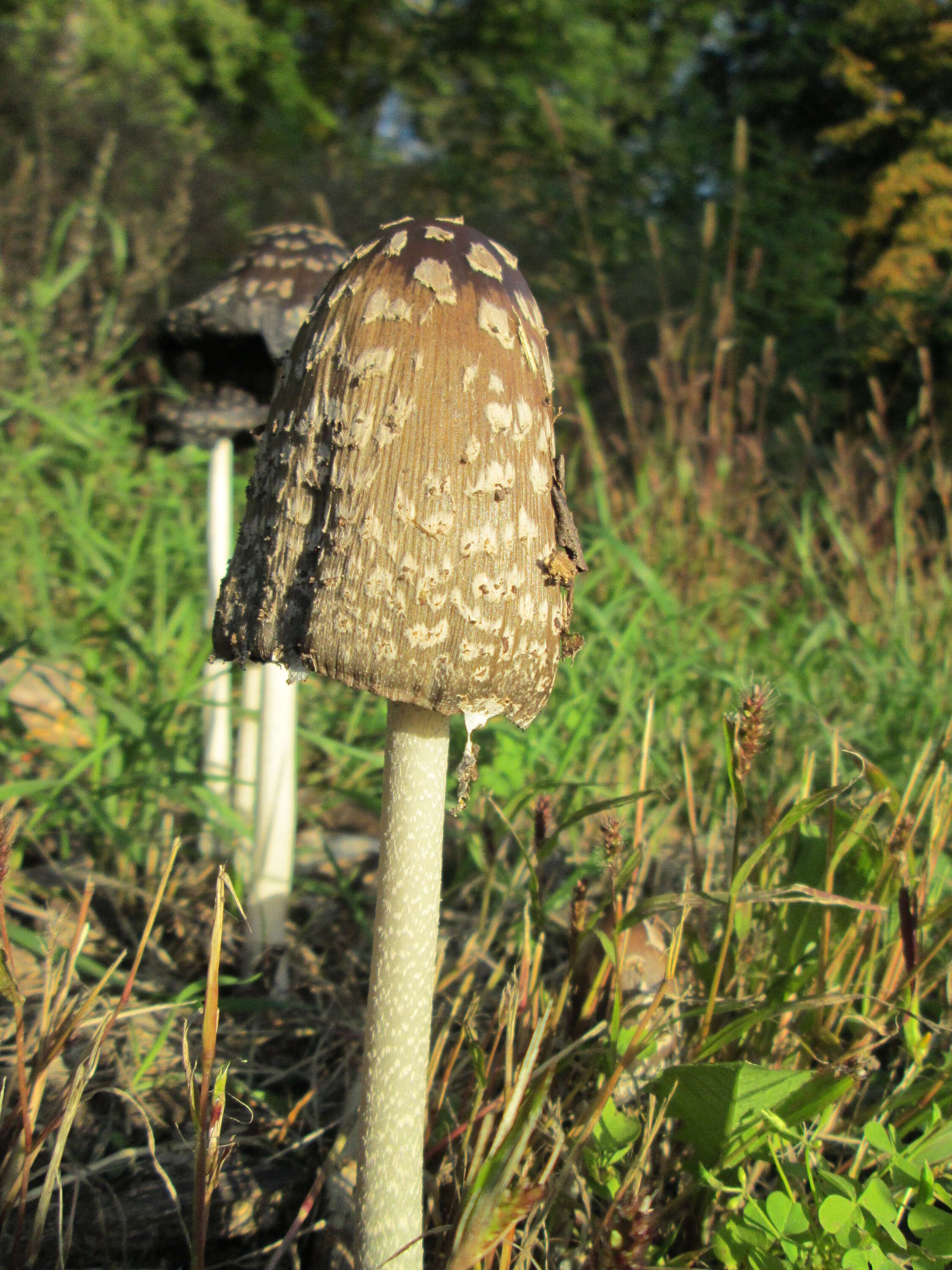 Coprinopsis atramentaria (Bull.) Redhead, Vilgalys & Moncalvo 2001 resmi