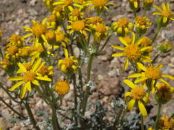 Image of lobeleaf groundsel