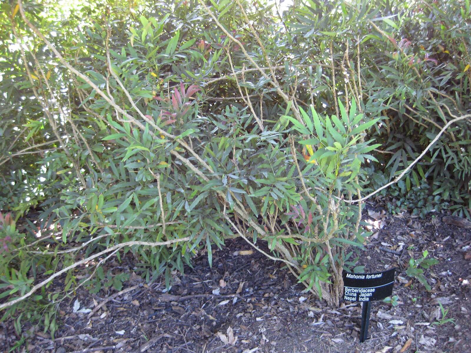 Image of Berberis fortunei Lindl.