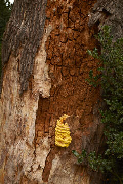 Image of Bracket Fungus