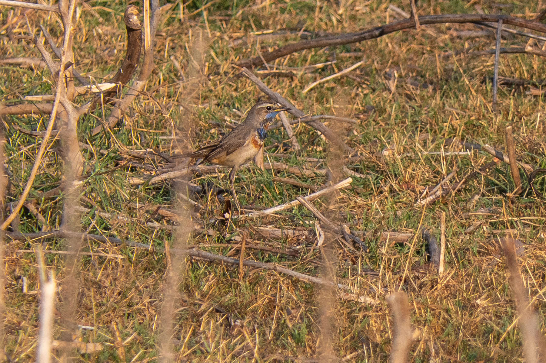 Image of Bluethroat