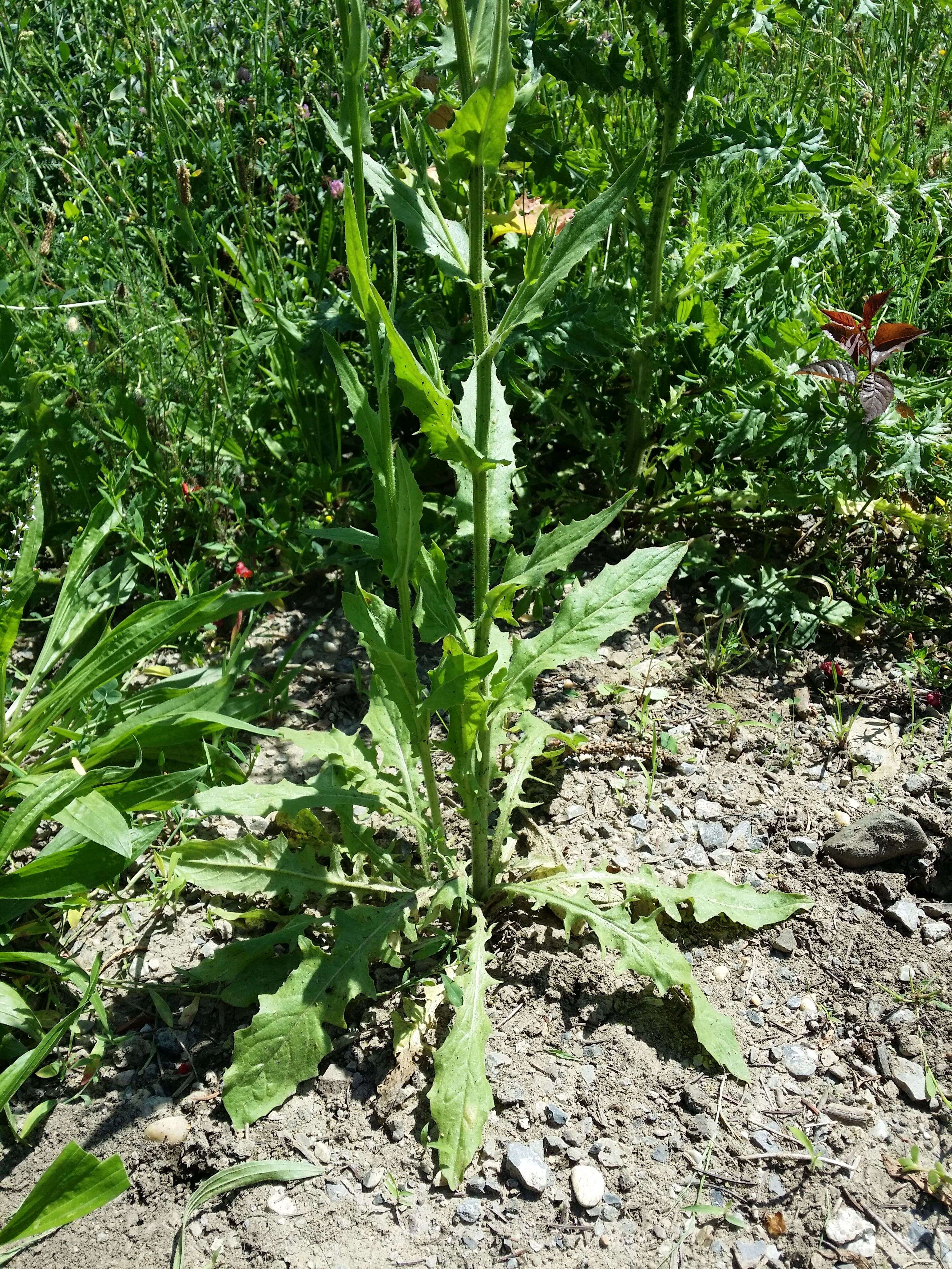 Image of smallflower hawksbeard