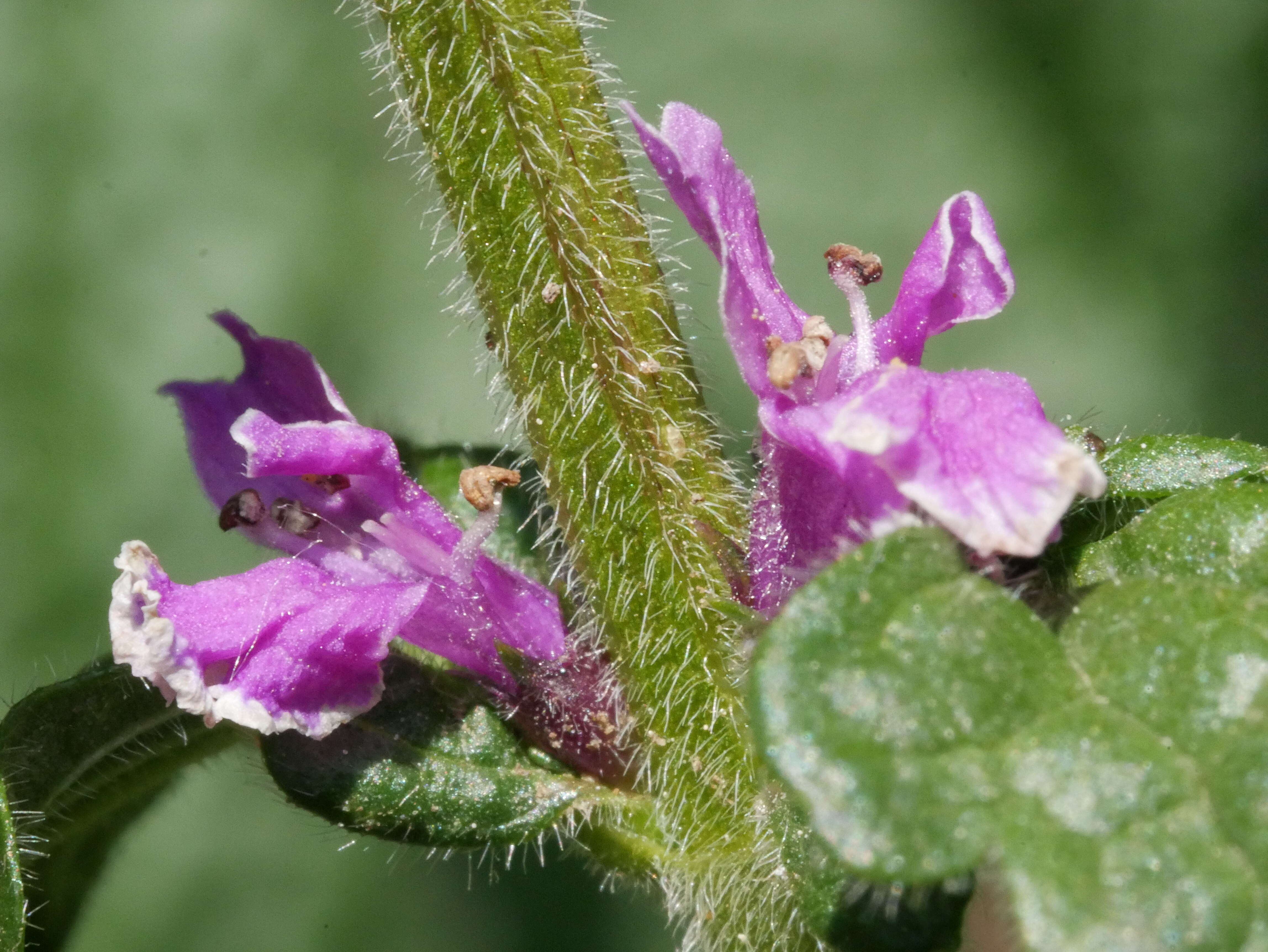 Image de Betonica officinalis L.