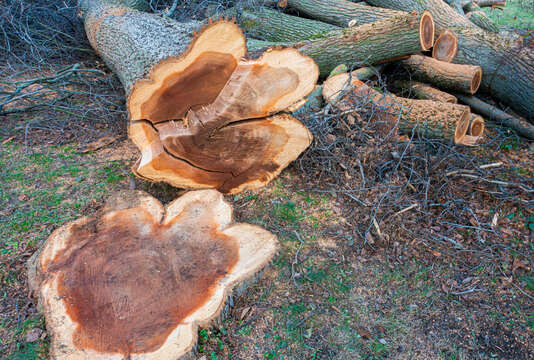 Image of Dutch elm disease