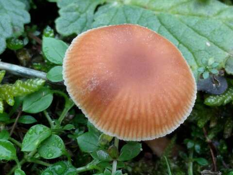 Image of Tubaria furfuracea (Pers.) Gillet 1876