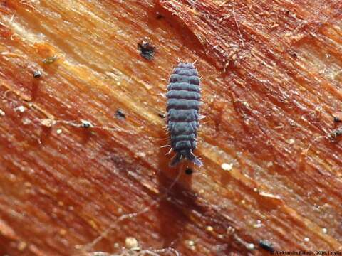 Image of Springtail