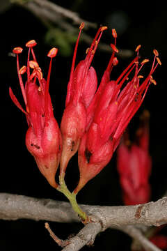 Image of Hottentot's Bean