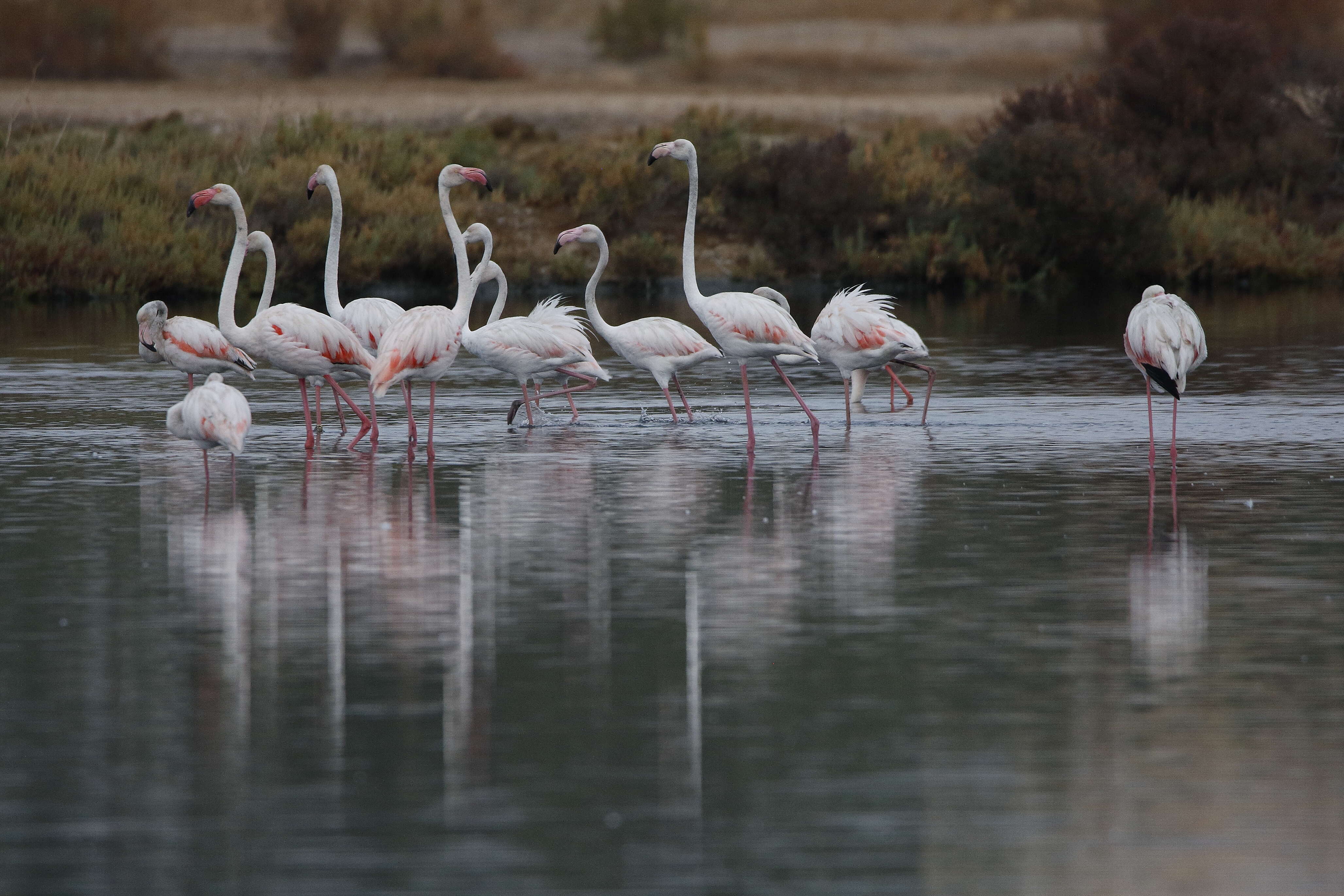 Imagem de Phoenicopterus roseus Pallas 1811