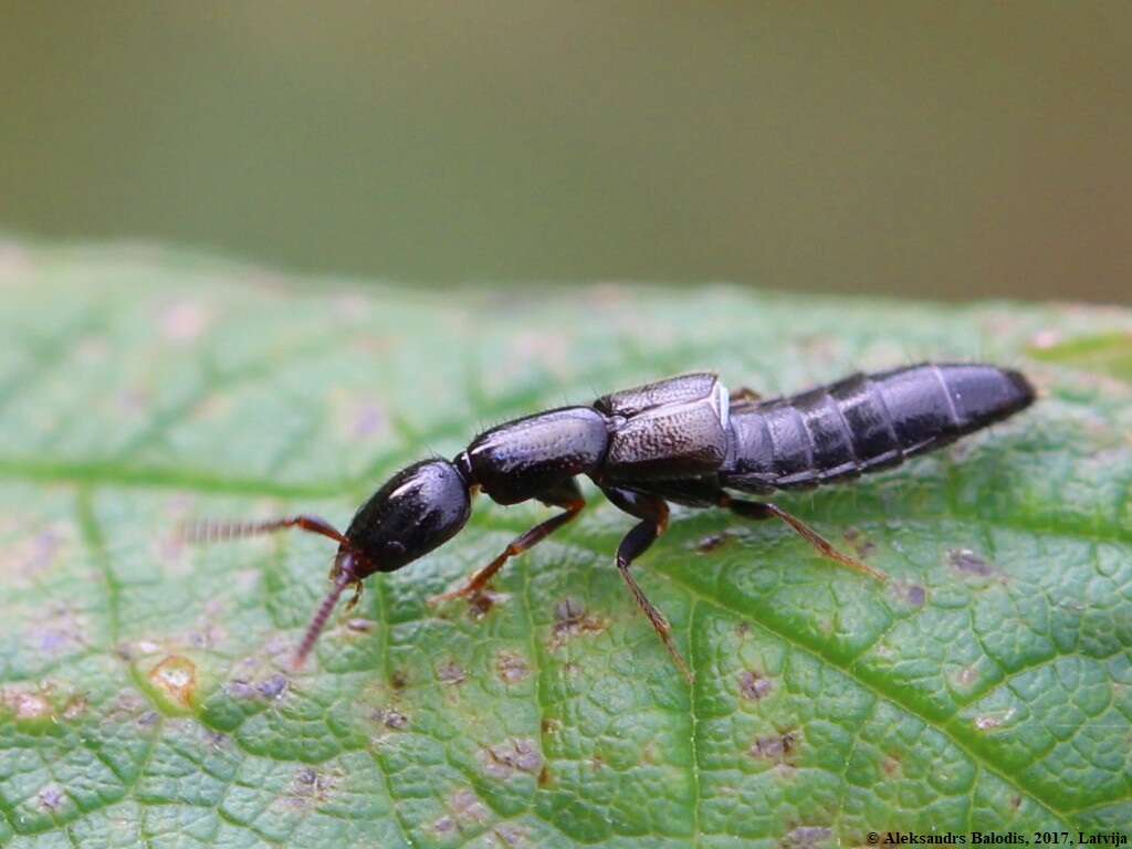 Image of Leptacinus intermedius Donisthorpe 1936