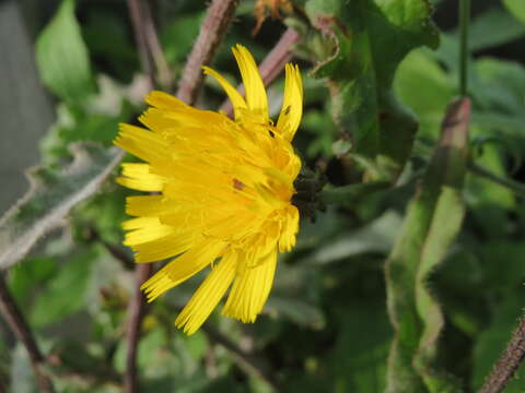 Image of hawkweed oxtongue