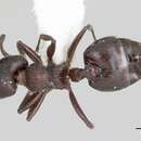 Image of Crematogaster ampla