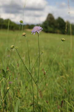 Слика од Knautia arvensis (L.) Coulter