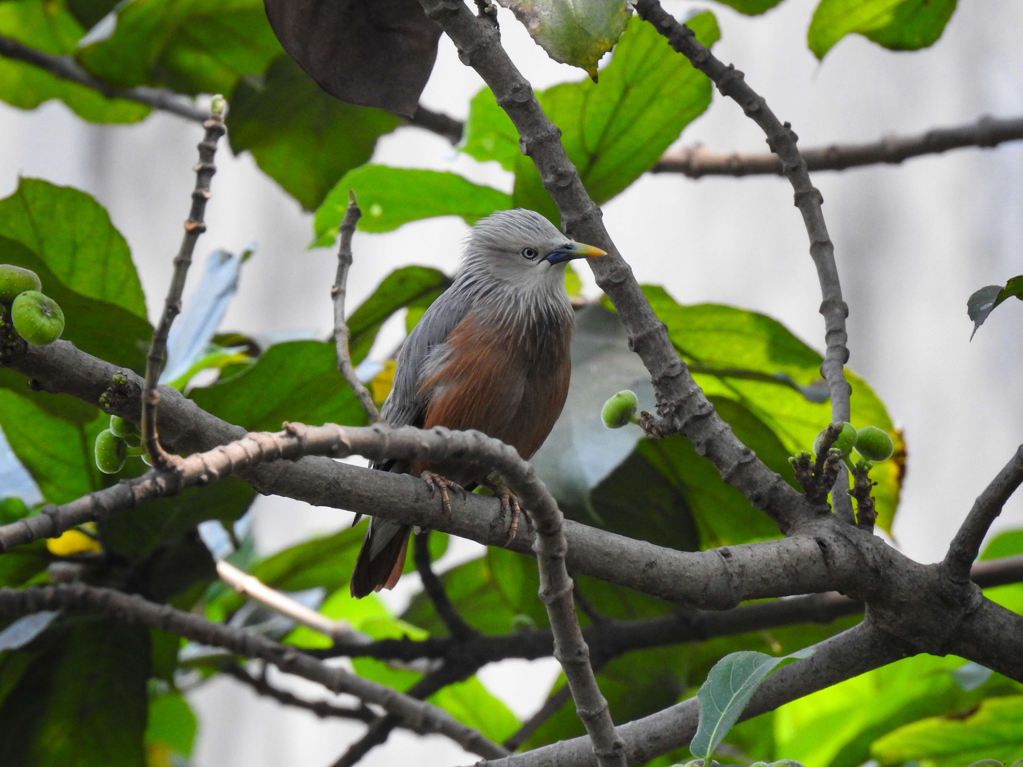 Image of Chestnut-tailed Starling