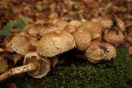 Pholiota squarrosa (Vahl) P. Kumm. 1871 resmi