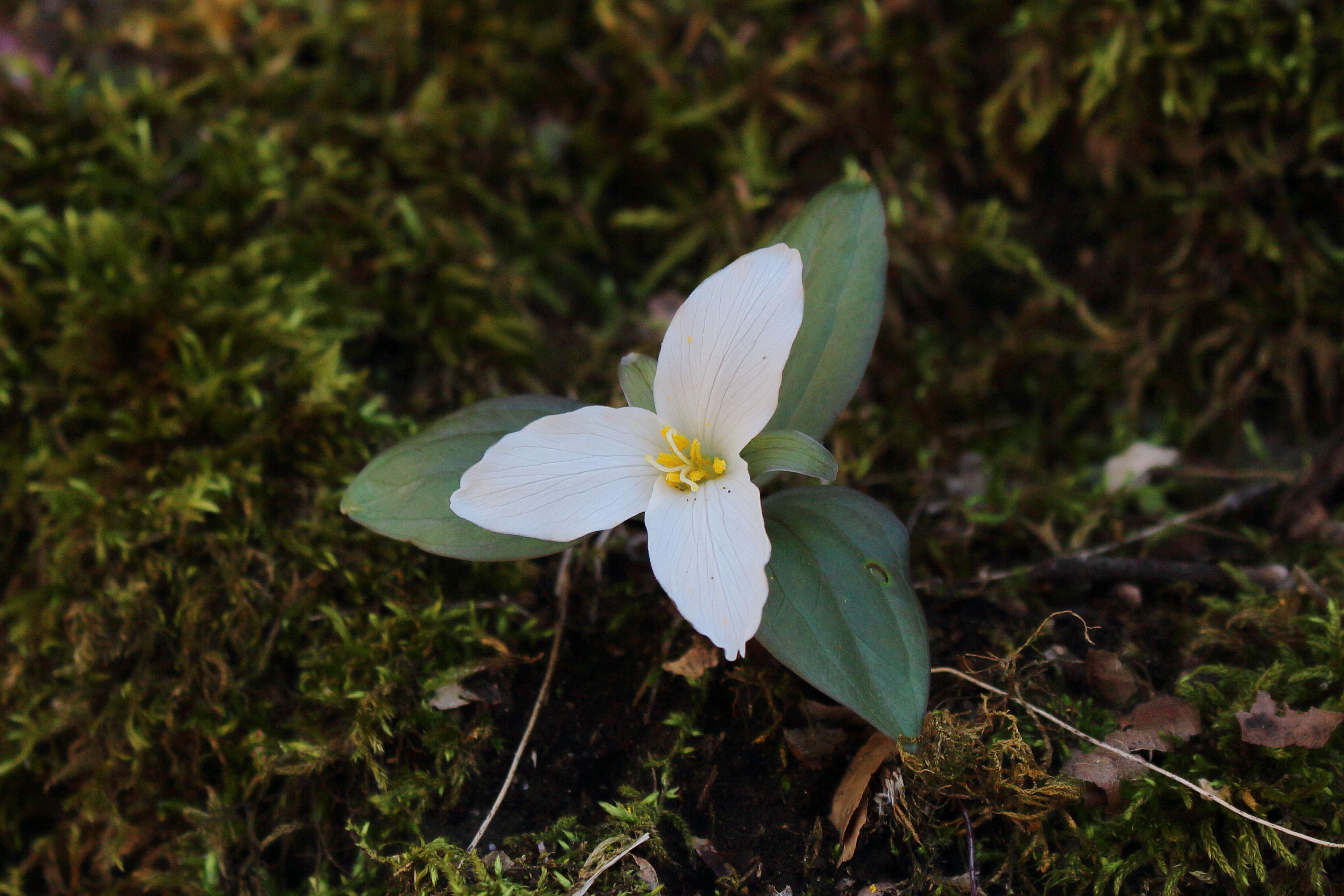 Image of snow trillium