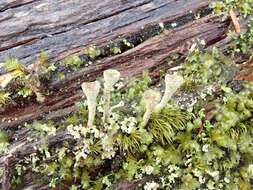 Image of cup lichen