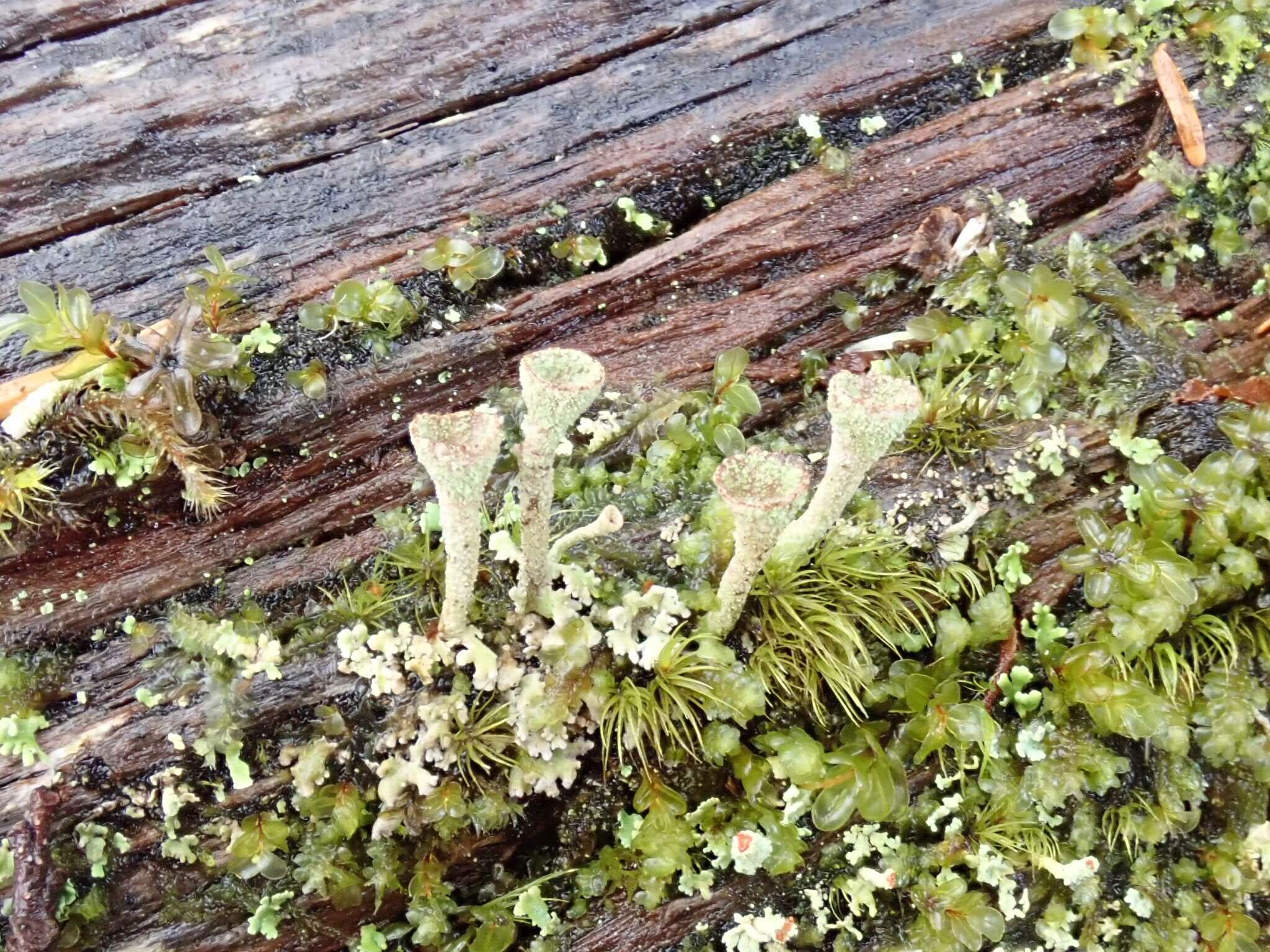 Image of cup lichen