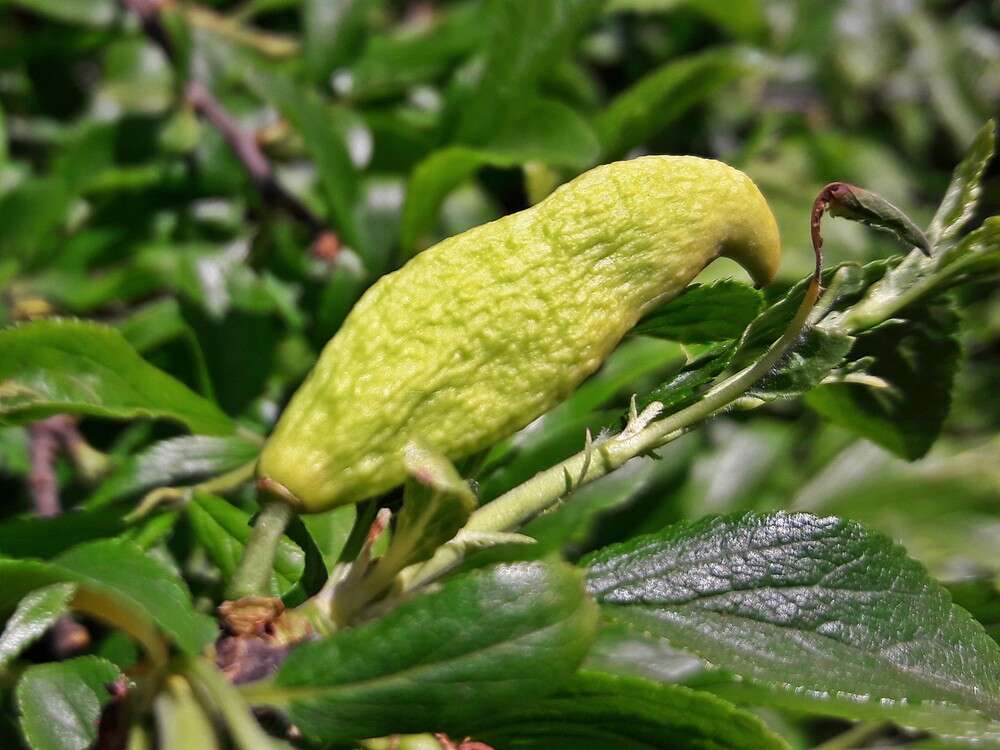 Image of Bladder Plum Gall