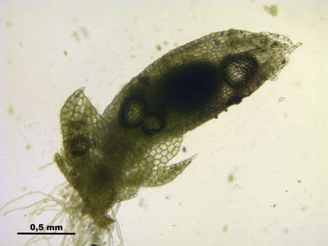 Image of Fuscocephaloziopsis connivens (Dicks.) Vána & L. Söderstr.