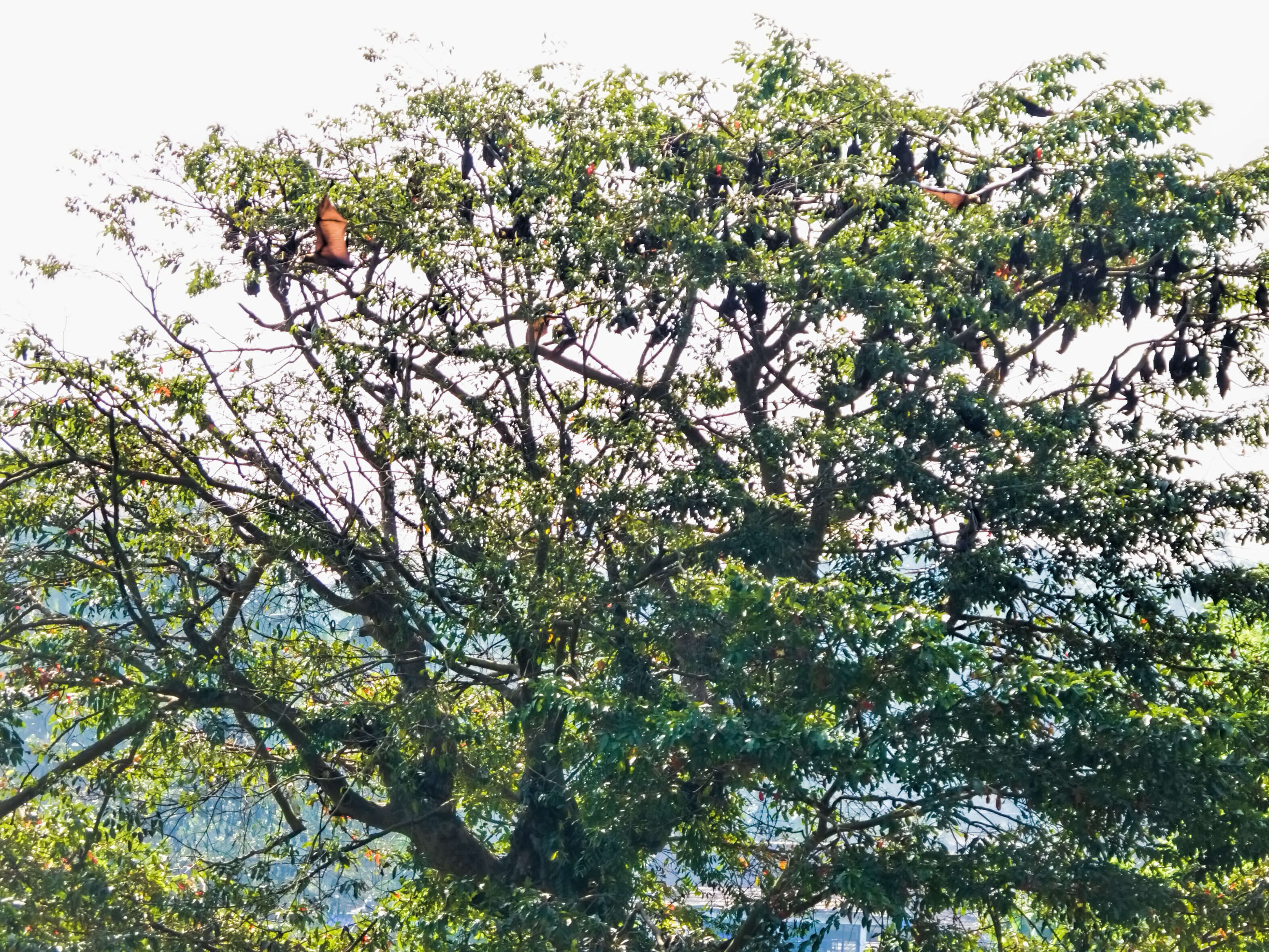 Image of Indian Flying Fox