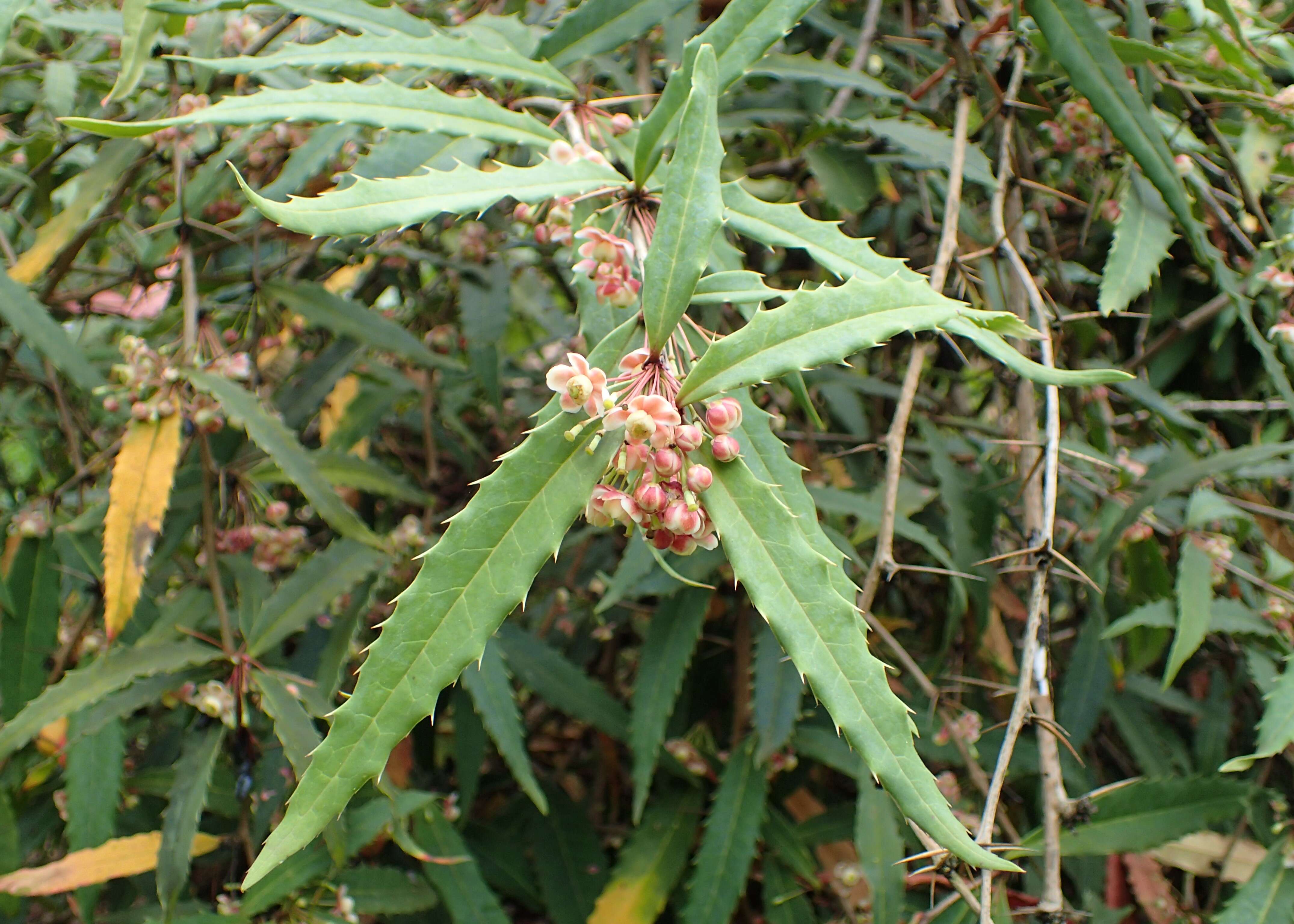 Image of Berberis veitchii C. K. Schneid.