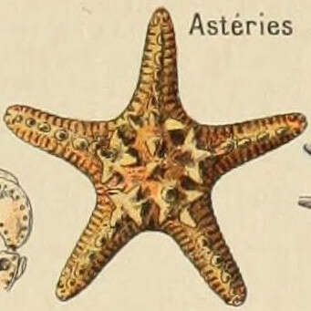 Image of chocolate chip sea star