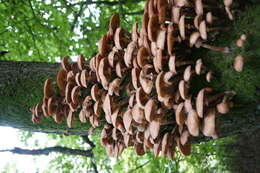 Image of Honey Fungus