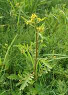 Image of bog yellowcress