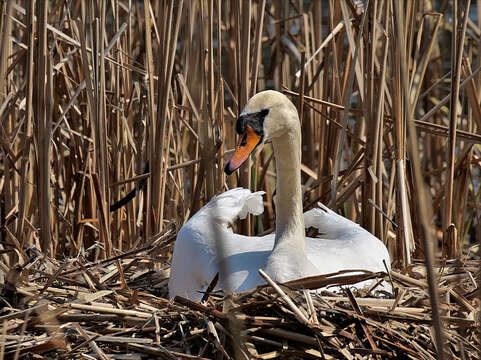 Image of Mute Swan