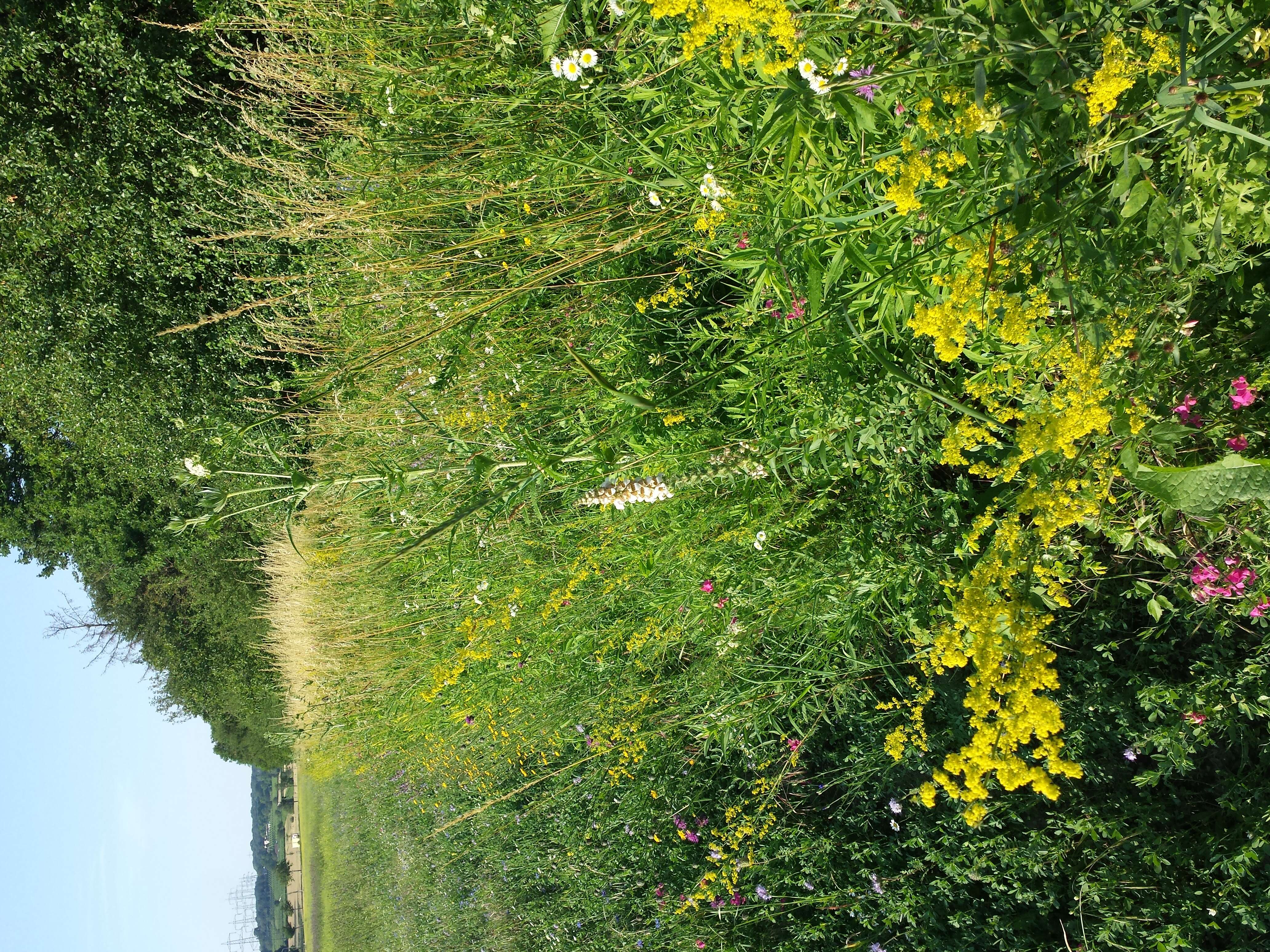 Image of Grecian foxglove