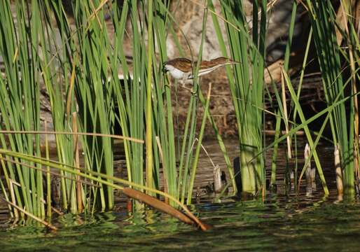 Image of Least Bittern