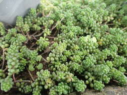 Image of White Stonecrop