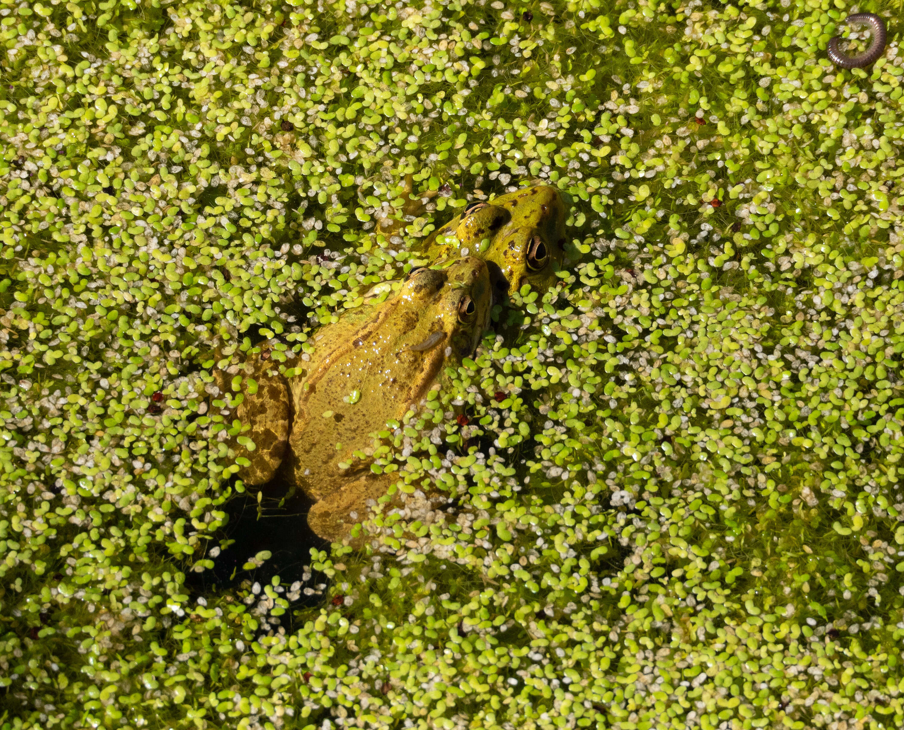 Image of Perez's Frog