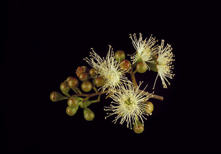 Image of Corymbia tessellaris (F. Müll.) K. D. Hill & L. A. S. Johnson